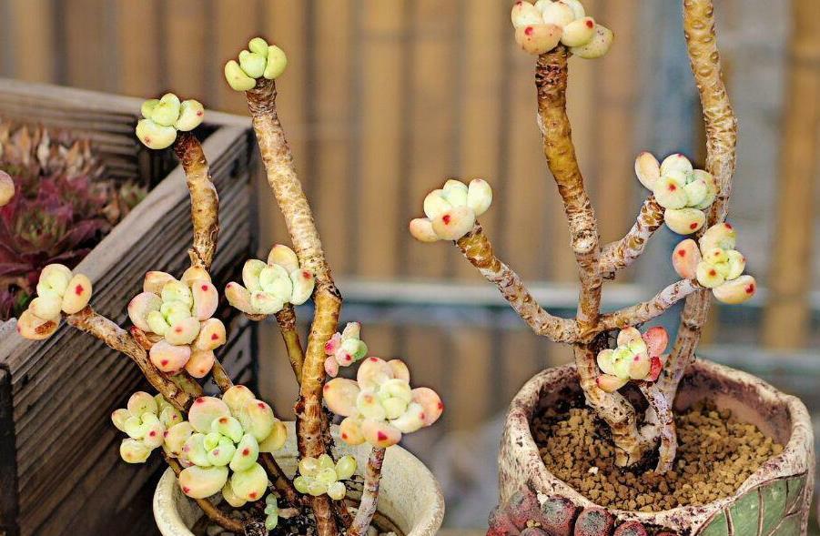 地方|天气渐热,盆栽多肉这3地方该小心了,不然度夏难、化水易