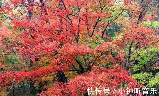 宝藏地|吉林旅游宝藏地，两个风格迥异的红叶谷，你更喜欢哪一个