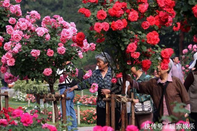 邻居养了2棵“月季树”，年年开花满枝头，多色花朵“巴掌大”