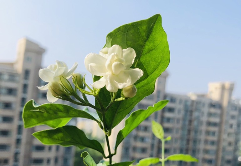 北方家里当宝的花,南方大马路上全都是,我酸了!