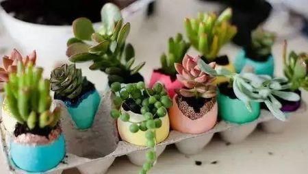 家里的“这个垃圾”不要扔,用来养花好处多,再也不用买花肥了!