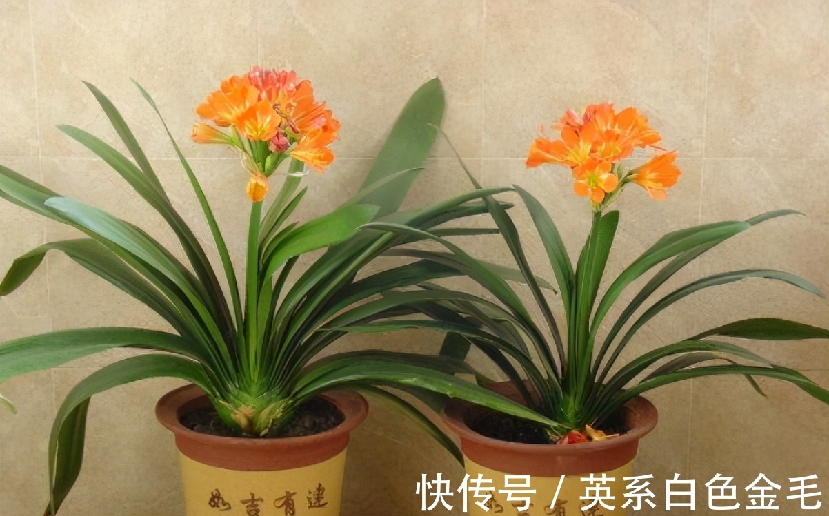 阳台养君子兰,四季学会“巧浇水”,叶子绿油油,冬季开爆盆