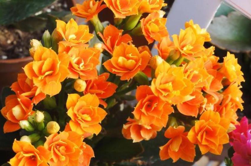 冬天养花选它,花色艳丽花期长,皮实好养颜值高,封闭阳台也能养