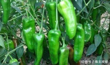 空油桶直接扔太可惜，用来种辣椒，1棵辣椒结10斤，简单又好用！