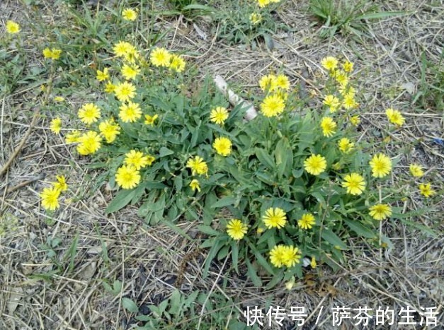 狂犬咬伤|它常被人误认为是蒲公英,药用价值极高,治疗狂犬咬伤、急性肾炎