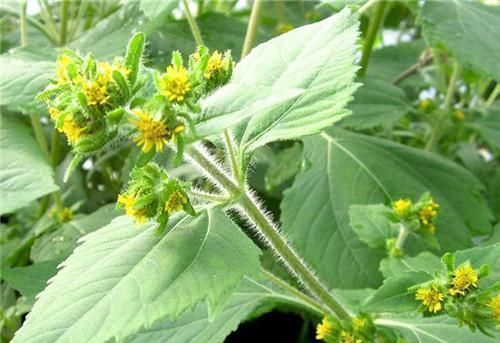 农村长|农村长的“粘糊菜”，专治风湿关节炎，多数人都不了解