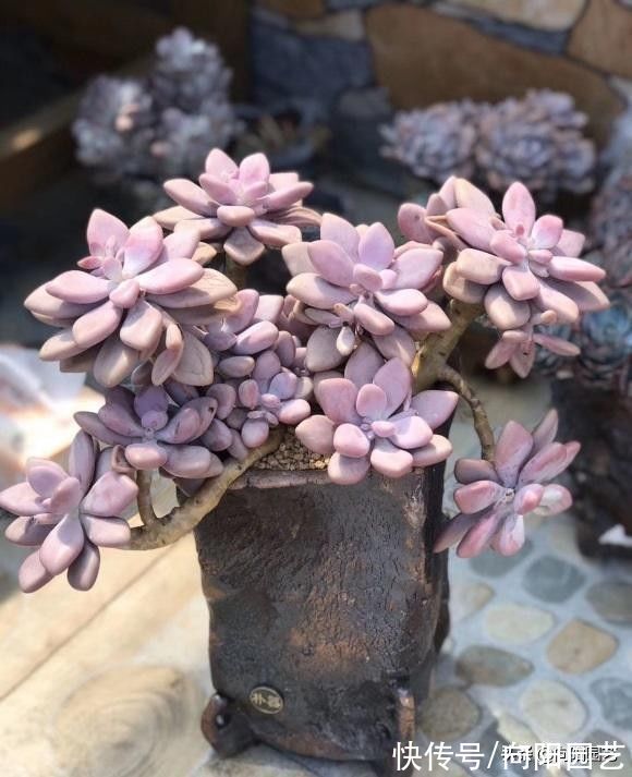 蓝粉鸟|选多肉，这4个品种很不错，适合新手入手，容易养护不烂根