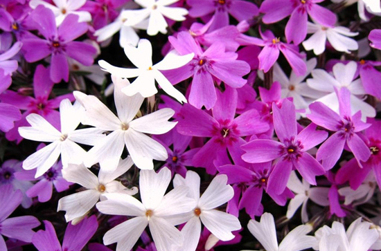 此花人称“不死花”,抗高温、耐极寒,沾土就“旺”,花开四季