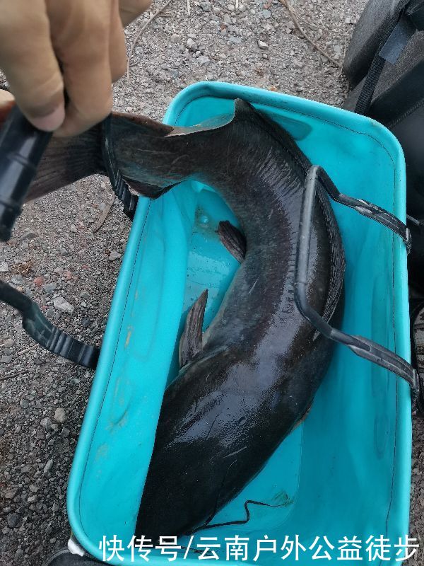 昆明|昆明周边楚雄鱼跳楼水库夜钓，老坛玉米挂钩，天亮终获野生大鲤鱼