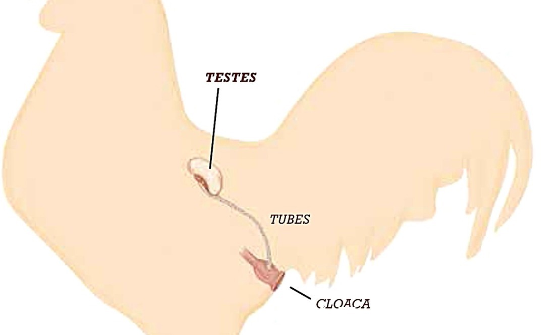 稀蛋白|明明无需公鸡存在,母鸡就能自行生蛋,公鸡有什么存在的必要么?