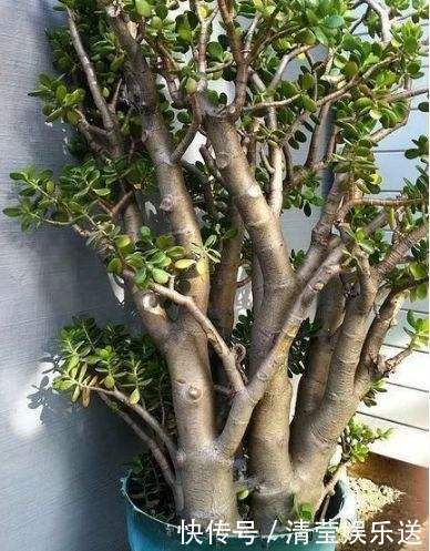 光头|10月玉树“剪光头”,20天冒出“一堆”新芽,变成老桩超漂亮