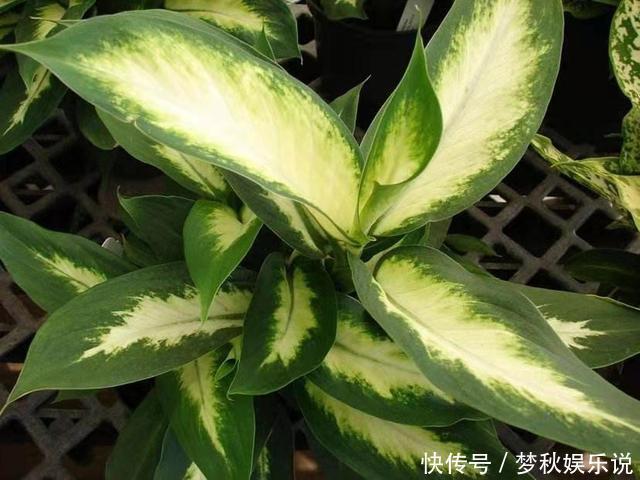 有毒花不能往家里搬，这几种花再喜欢咱也不能养，扔都不来及