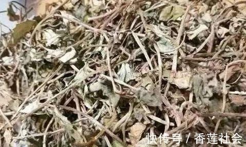 农村|农村一种野草,是一种排结石的利器广受追捧,还能消肿化瘀