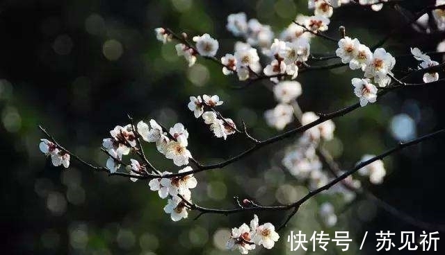 桃李$明代于谦一首梅花百咏:如玉肌骨,雪样精神,蕴含哲理,寄意遥深