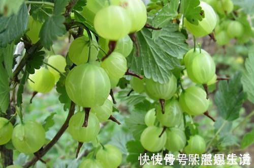 维生素b1|菜市场常见的3种菜，每天吃一些，补钙补血，好吃又便宜！