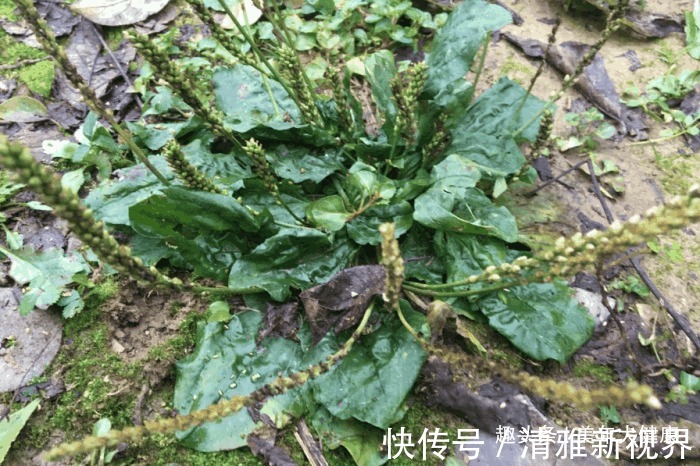 车前草性|医生提醒车前草浑身都是宝，可惜很多人不知道，现在知道还不晚