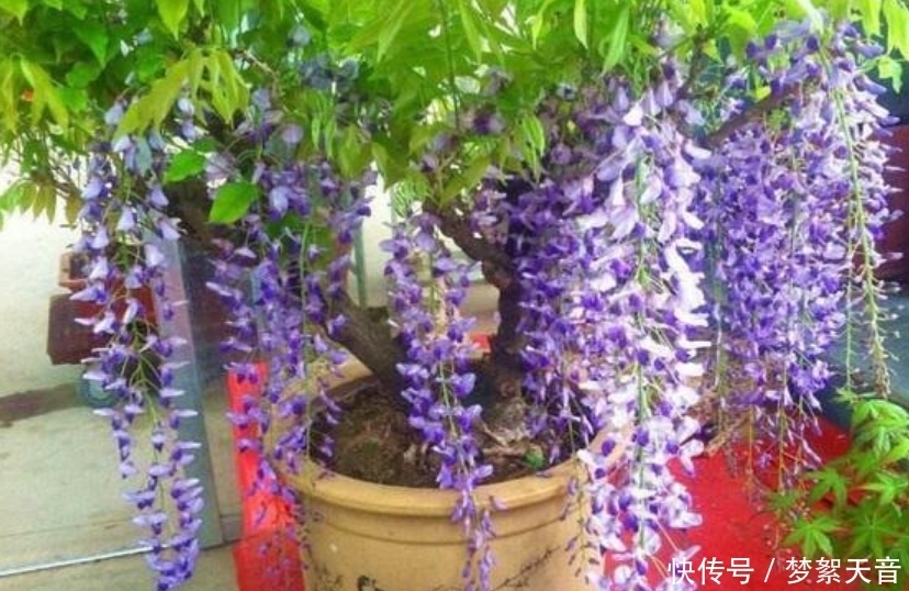 4种富贵花，添福添贵添好运，迷人的花朵，开满整个花盆