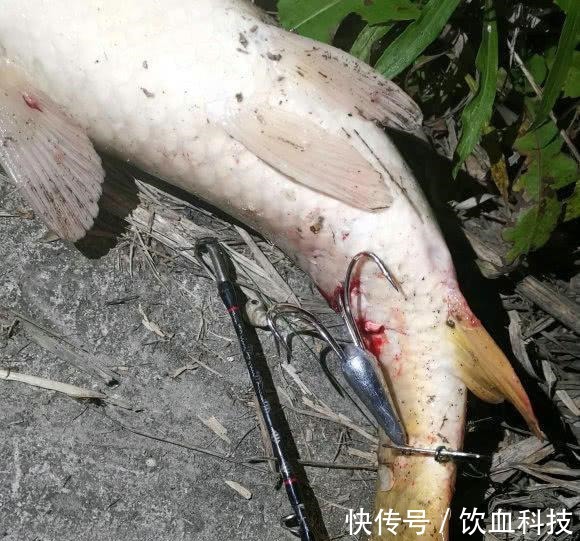 男子在湘江用“可视化锚鱼”几十斤的大鱼接连的上岸，网友能钓光湘江的鱼