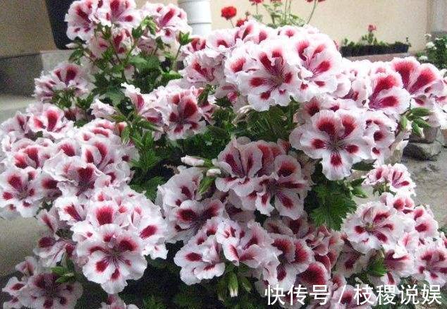 想养好天竺葵,花期一定要施肥,掌握一个“小窍门”,度夏无压力