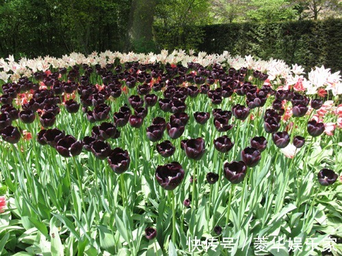 10种罕见的黑色花,都说很高贵,我怎么觉得诡异