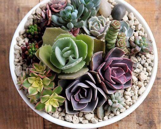 肥料|养多肉只知道“少浇水多晒太阳”早不行了,还得这样做