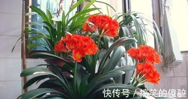 养花|家里养花，就选这几种，一年四季不用管，给点阳光就开花