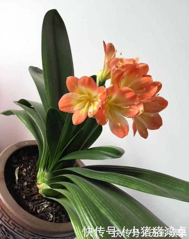 钙片|君子兰长得慢,给它吃一点“钙片”,根壮叶绿疯长,开成大花球
