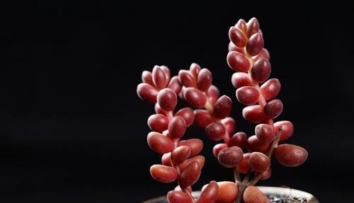 喜欢多肉的小伙伴,几种多肉不要养,不然会后悔的!