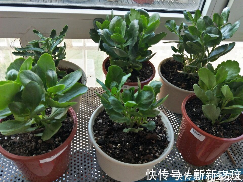 花海|她对长寿花“痴迷”，2个阳台、6个窗台都摆满了，过年开成花海