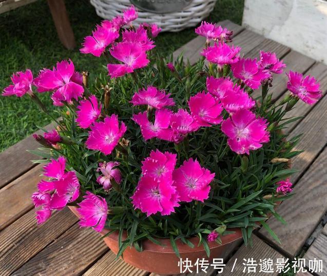 浇水|盆栽花草不能养成这3坏习惯！不然植物长不旺，花卉迟迟不开花