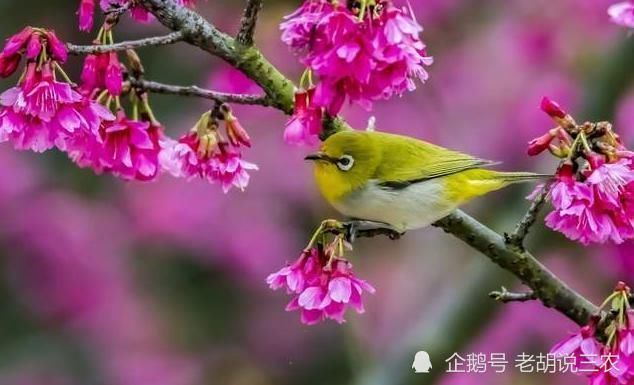 俗语:“家富不养‘老相好’,家贫不挨‘青笛嫂’”,是啥意思?