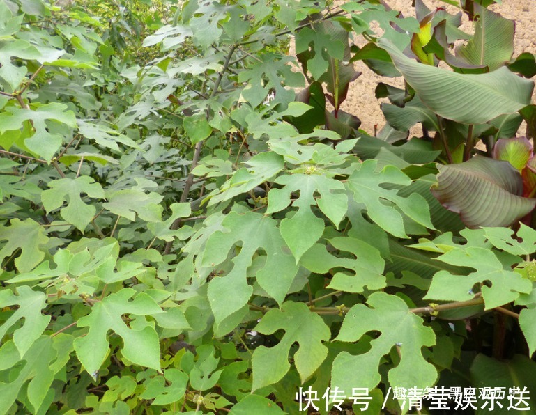 虚劳|农村常见的一种树,可以壮筋骨,助阳气,补虚劳,早知早受益