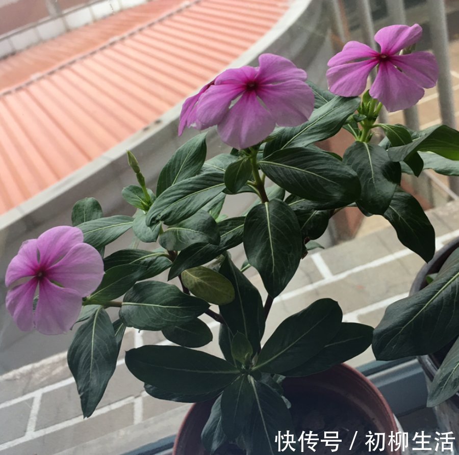花友们|冬天浇水不注意,浇一次死一棵,好好的花都浇坏了