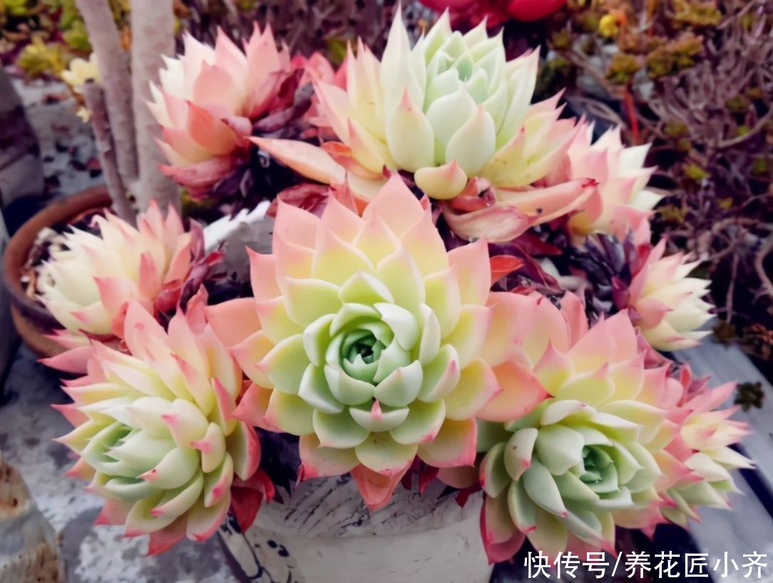 多肉植物|你知道养多肉出状态的方法吗？要保证它健康，先养活，再养状态