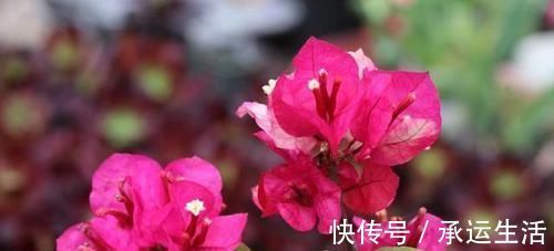 养花肥料不会选 准备3种 啥花都能用 长叶 开花不耽误 粉紫色 养花肥料不会选 准备3种 啥花都能用 长叶 开花不耽误 粉紫色