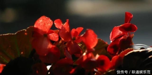 「希音东听德爱声」散文,女儿的诗