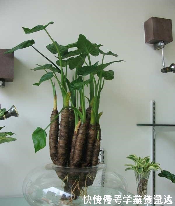 小花|几种“毒花”长得再美也不养,放在室内更不行,看看家里有没有!