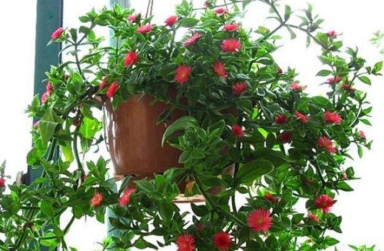 夏天养此款花卉，耐寒易打理，花美色艳，花儿轻松开爆盆