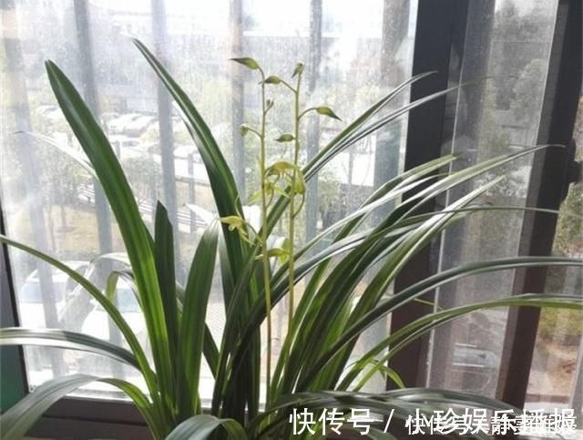 黄豆|兰花爱吃这2种“粉”，什么黄豆水、过期药都不如它，效果出奇好