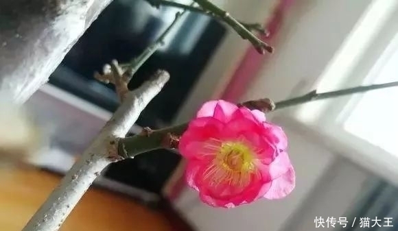 种花|3种花，明明开花很漂亮，却因花名被很多人“嫌弃”，太冤了！