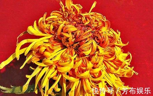 花花|喜欢菊花，不如养盆“菊中精品”枫林夕照，似晚霞枫叶，百媚妖娆