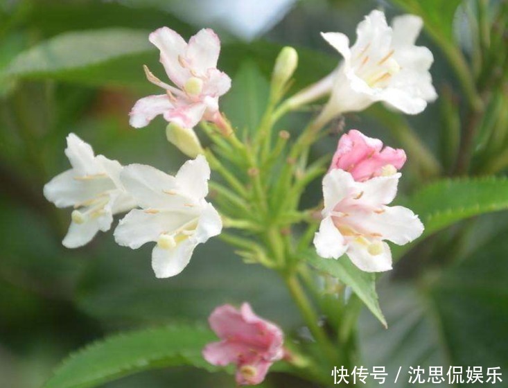 花色|此花花色绚丽,花朵犹如一簇缀满彩霞的锦带,寓意着人生绚烂多姿