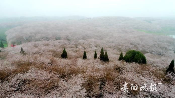 万亩樱花竞相开放，雾里看花别有韵味