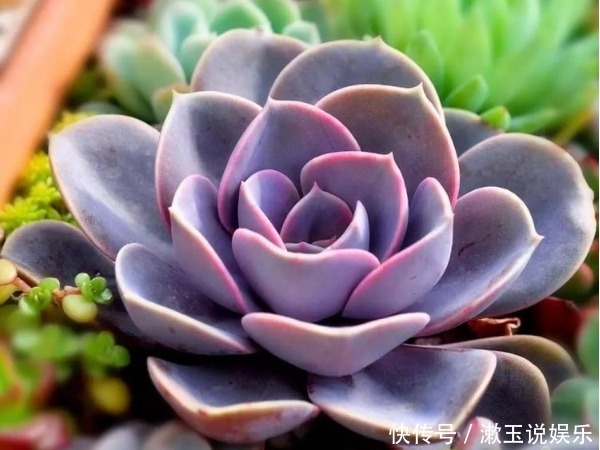造型|喜欢养护菊花，不如养护一盆多肉紫珍珠，造型独特颜色靓丽