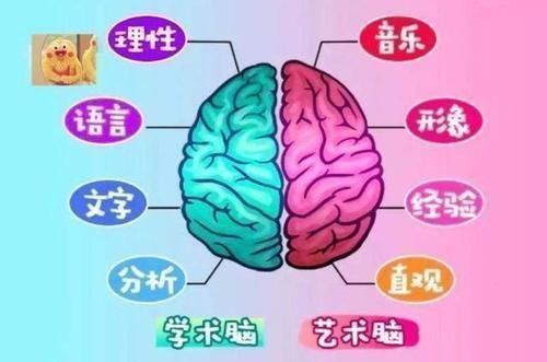 右手|右脑发达的孩子，通常有这三个表现，孩子长大之后可能是个学霸