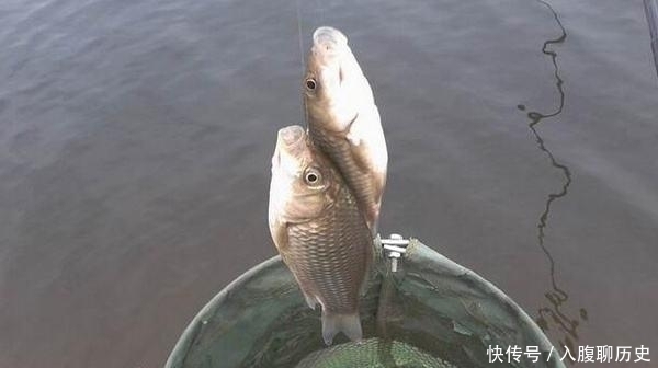 全是|小鱼闹窝就不钓了记牢老钓友这“妙招”,上钩的全是大鱼,莫忽视