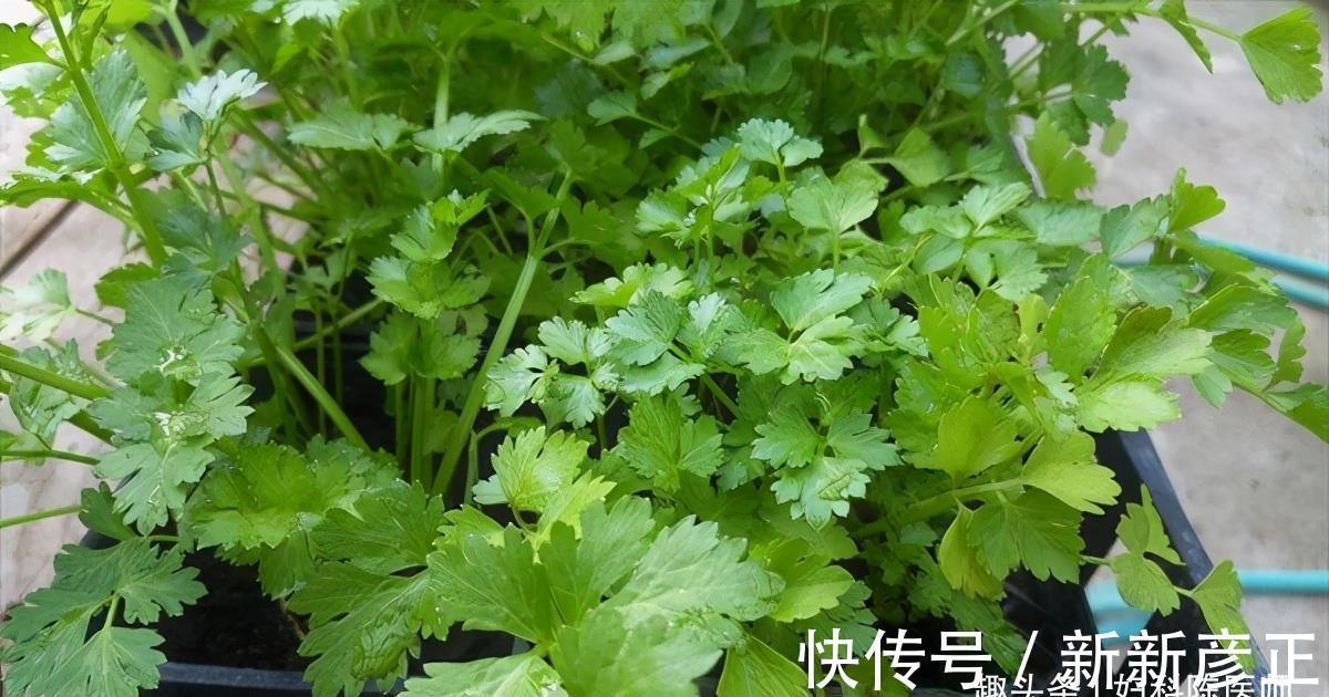排毒|女性不想满脸皱纹,推荐多吃3种食物,排毒消脂,促进消化!