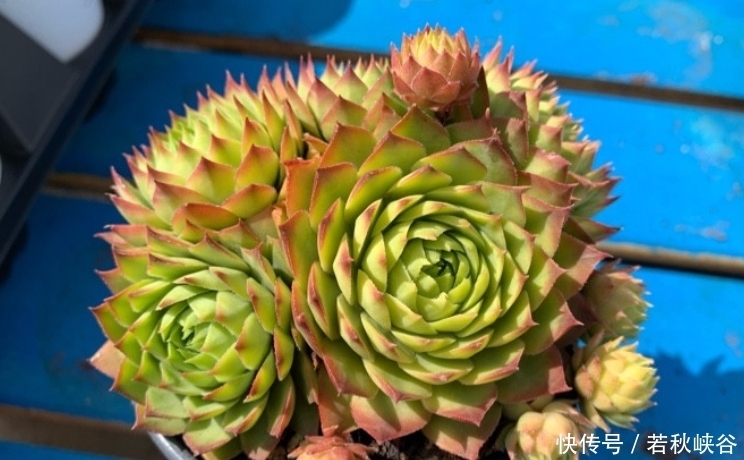 多肉丛林桩|喜欢多肉丛林桩却不知道怎么养成?其实只需要简单的一步操作便可