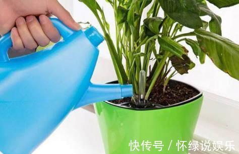 烂根|夏天养花,别做几种“险事”,避免养一盆烂一盆