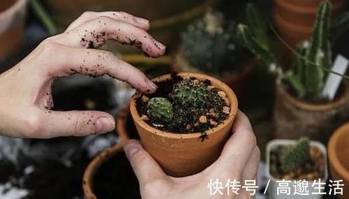 板结|养花土里埋点它,开春不用换盆了,土壤疏松又肥沃,养啥花都旺!